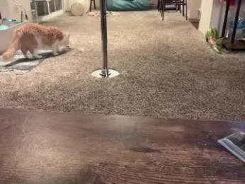 graceyrose chaturbate stream image