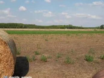 davids_angelsxxx chaturbate stream image