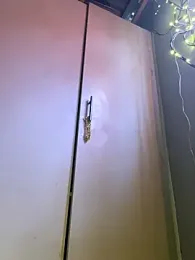 DiamondGoddes stripchat stream image