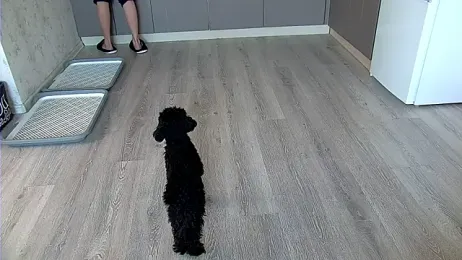 AshleyD_ stripchat stream image