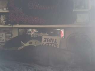 lushdiamondz camsoda stream image