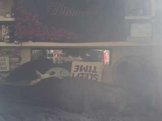 lushdiamondz camsoda stream image