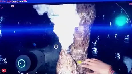 Cutiepiespanks stripchat stream image