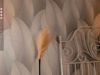 hungryworld bongacams stream image