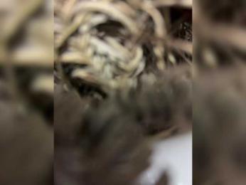 _NeferTiTi_ bongacams stream image