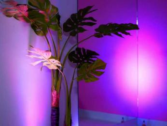 NatyDesiree bongacams stream image