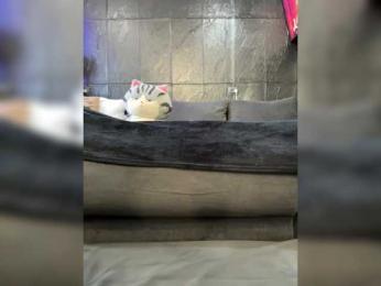 MagicMelody bongacams stream image