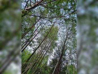 Hotpepper-Sweetpepper bongacams stream image